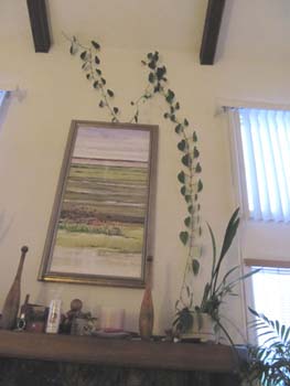 house-plant
