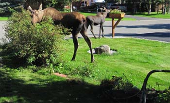 moose_bushes